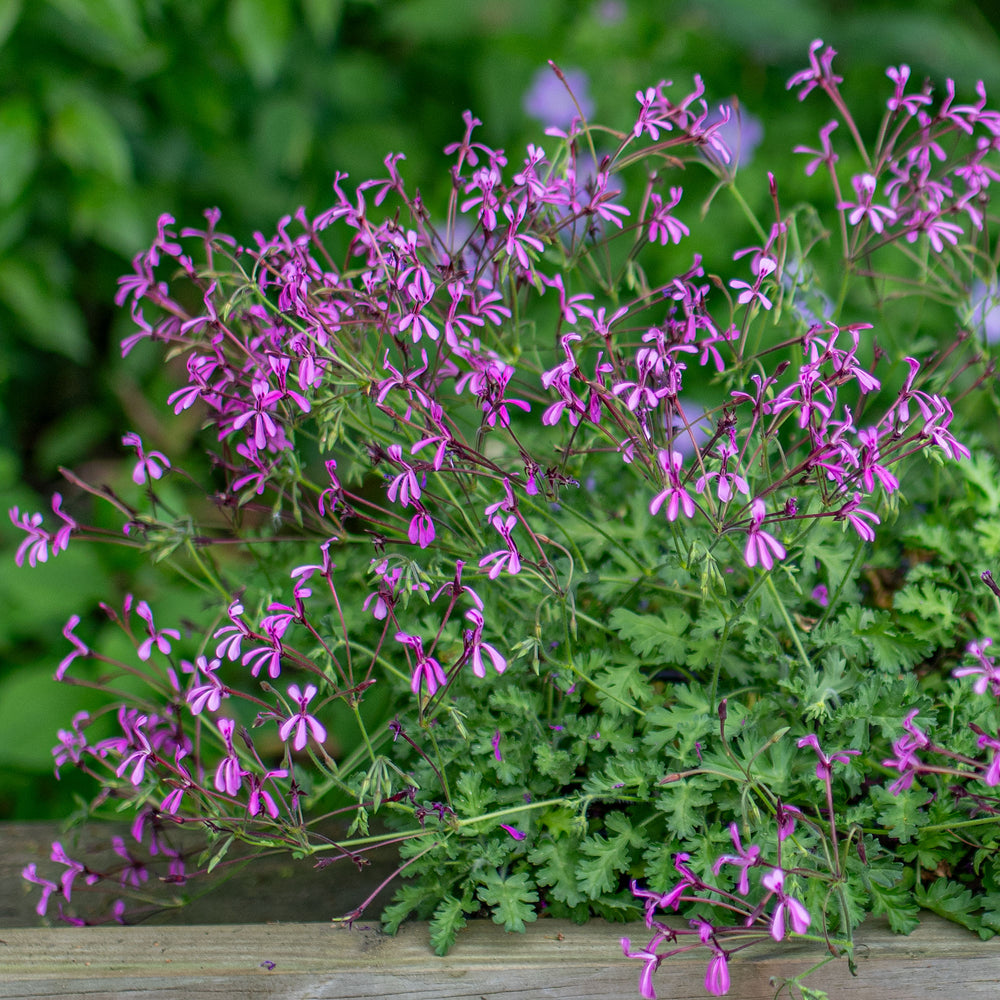Geranium 'Pink Spice' - S1