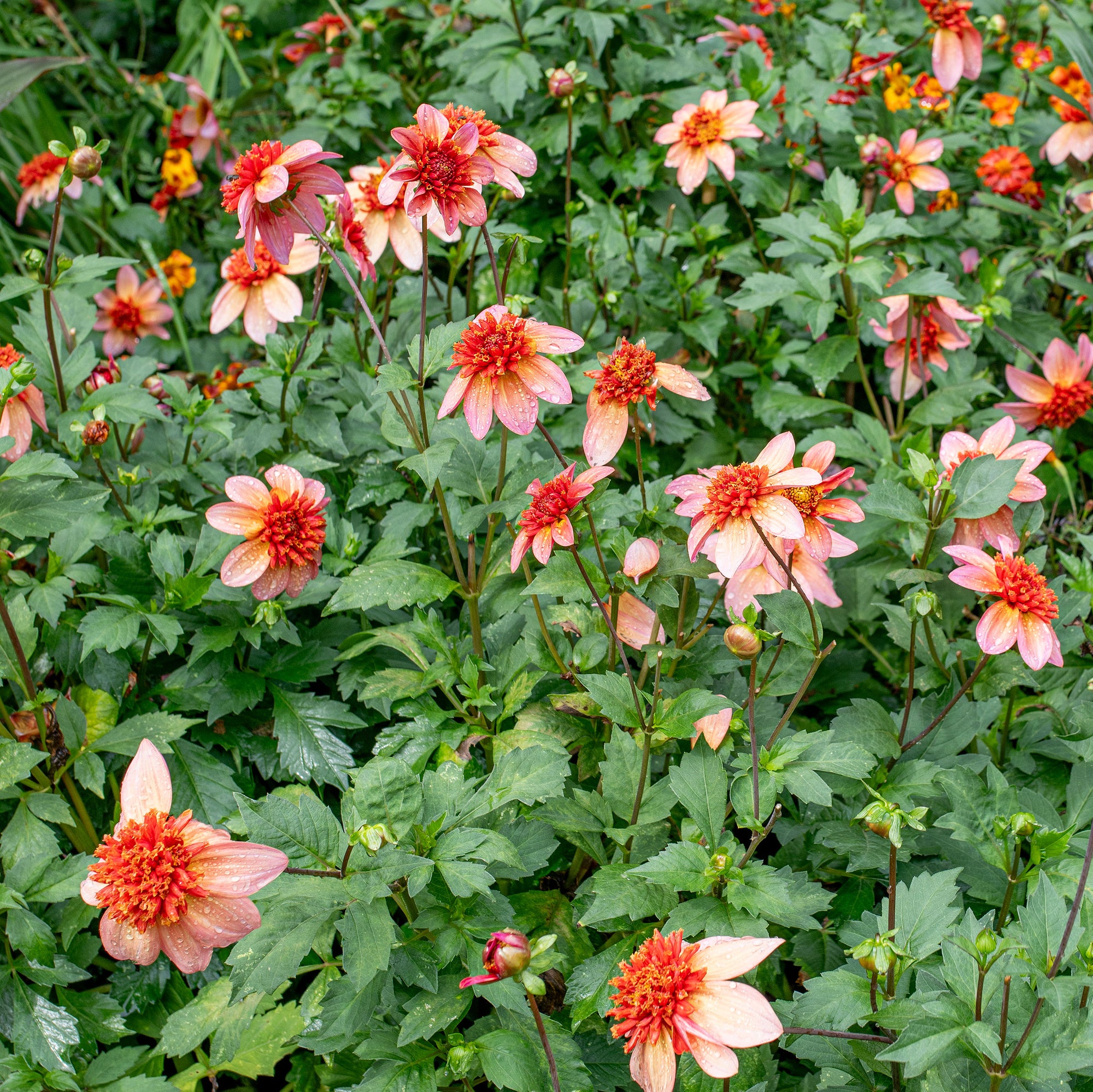 Dahlia 'Totally Tangerine' - S4