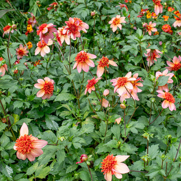 Dahlia 'Totally Tangerine' - S4