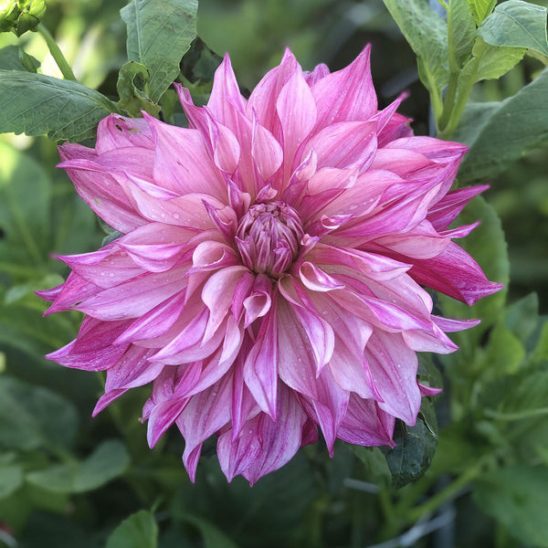 
    



Dahlia 'Café Au Lait Royal' 
