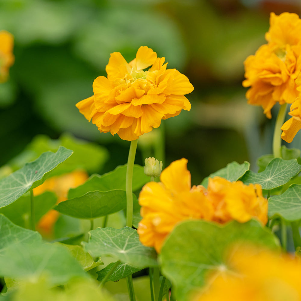 Nasturtium 'Darjeeling Gold' - S1