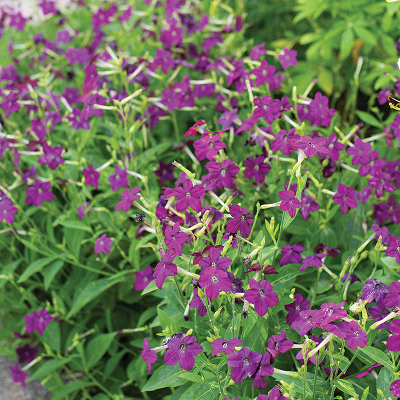 Tobacco 'Perfume Deep Purple' F1 - S2