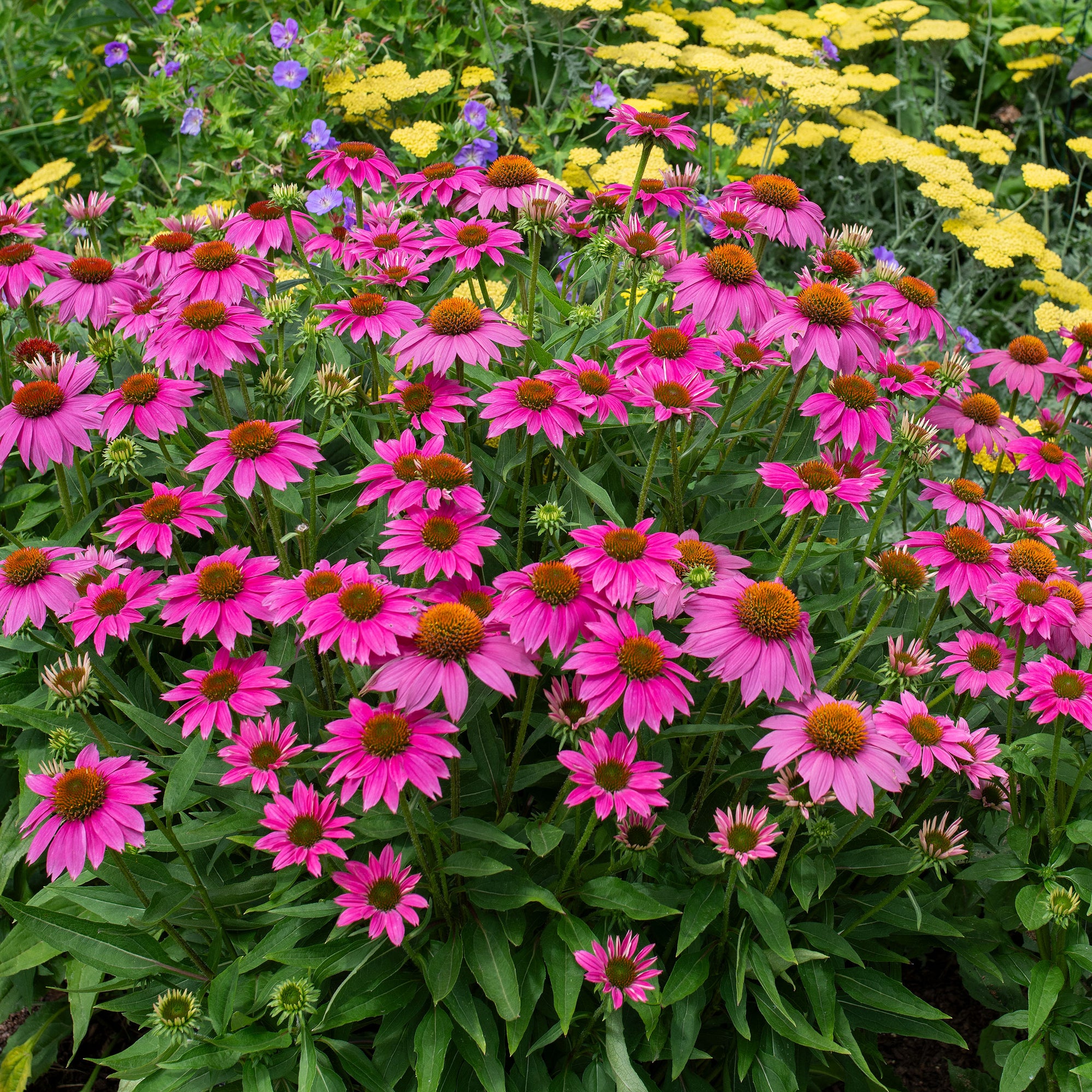 Coneflower 'PowWow® Wild Berry'