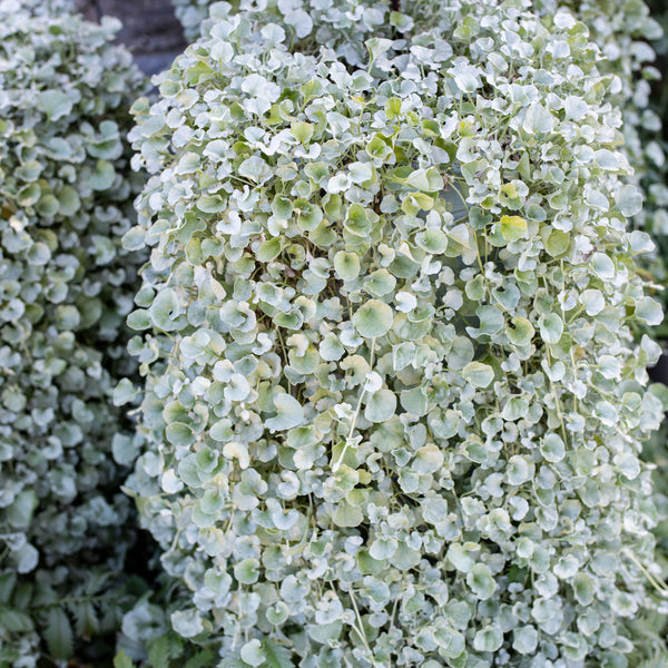 
    



Dichondra 'Silver Falls'
