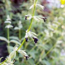 Salvia - Andean Silver Sage - S1