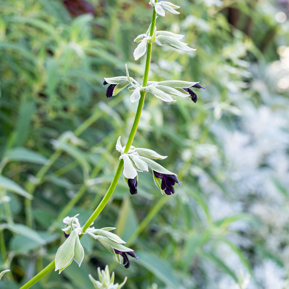 Salvia - Andean Silver Sage - S1
