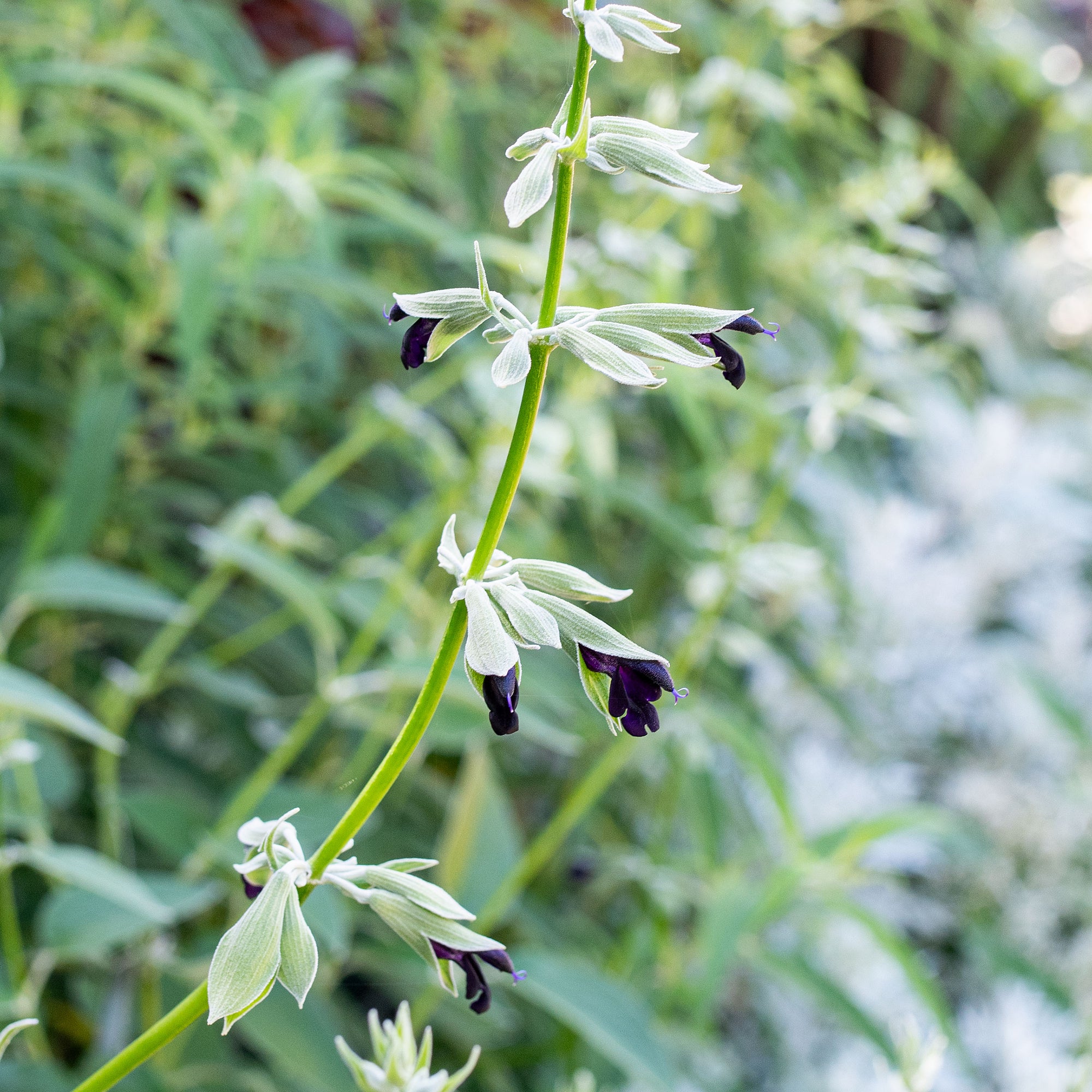Salvia - Andean Silver Sage - S1