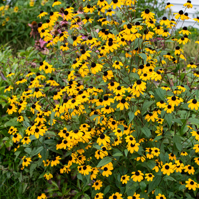
  



Rudbeckia 'Brown-eyed Susan'
