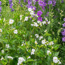 Browallia 'Snow White'
