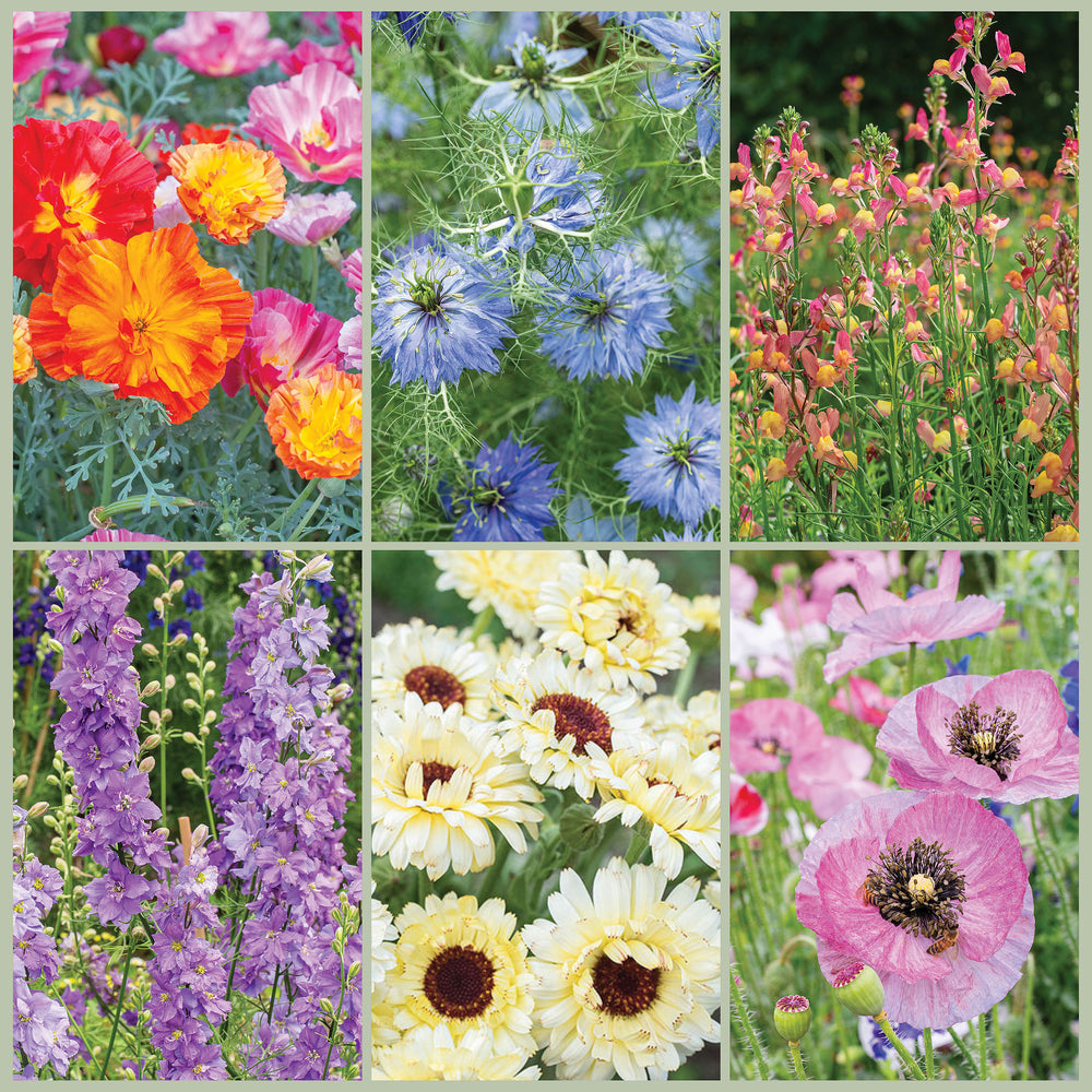Hardy Annual Blooming Bundle