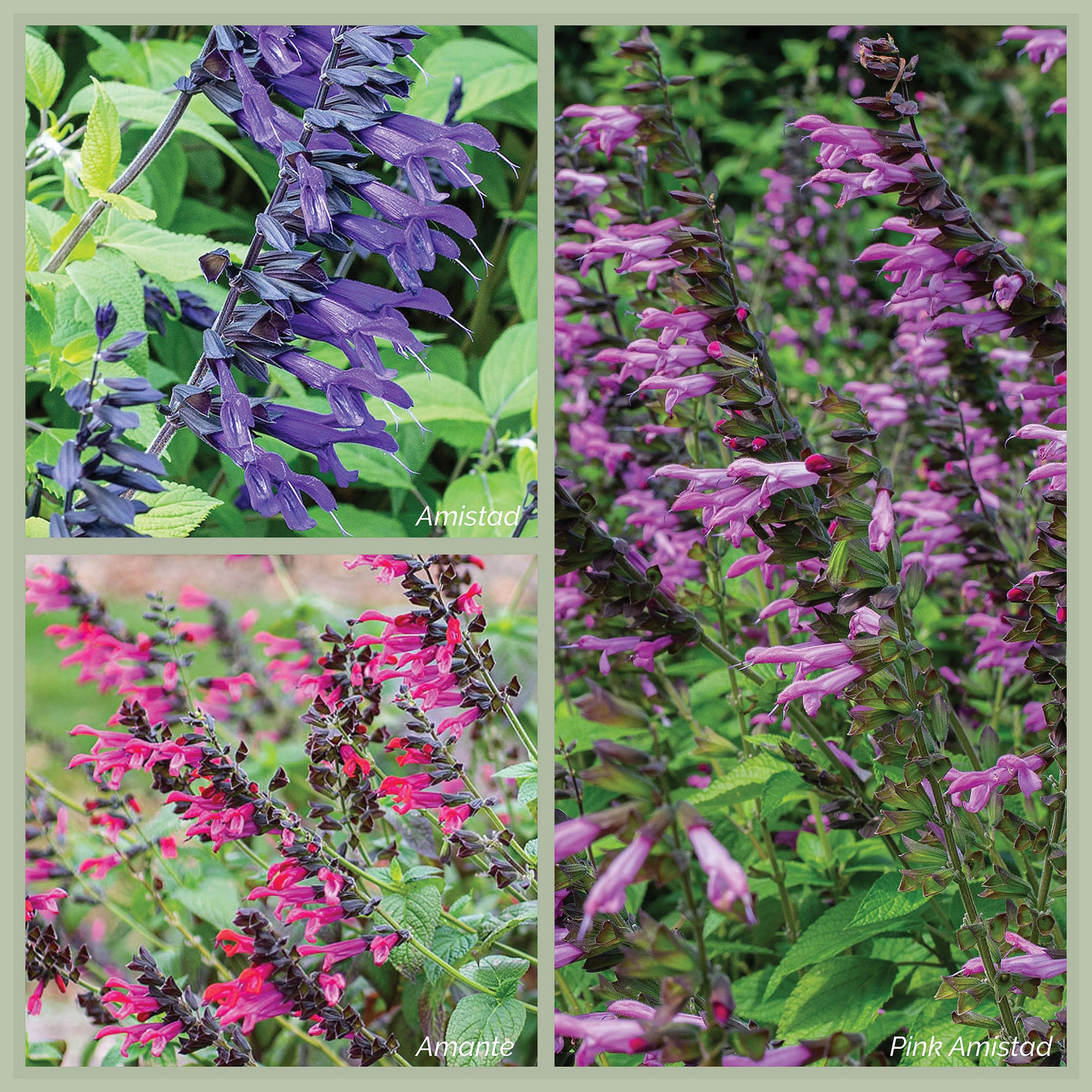 Salvia Amistad Bundle - S1