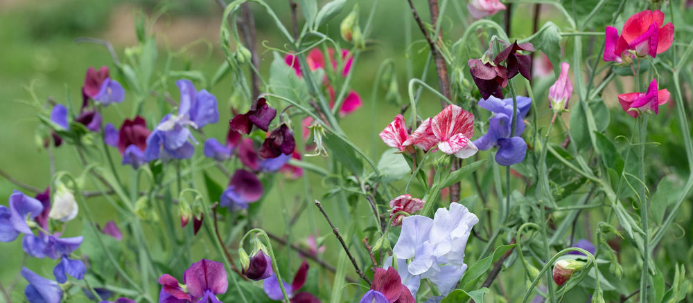 A Celebration of Sweet Peas