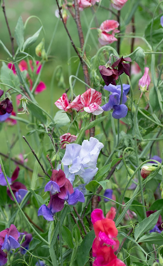 A Celebration of Sweet Peas