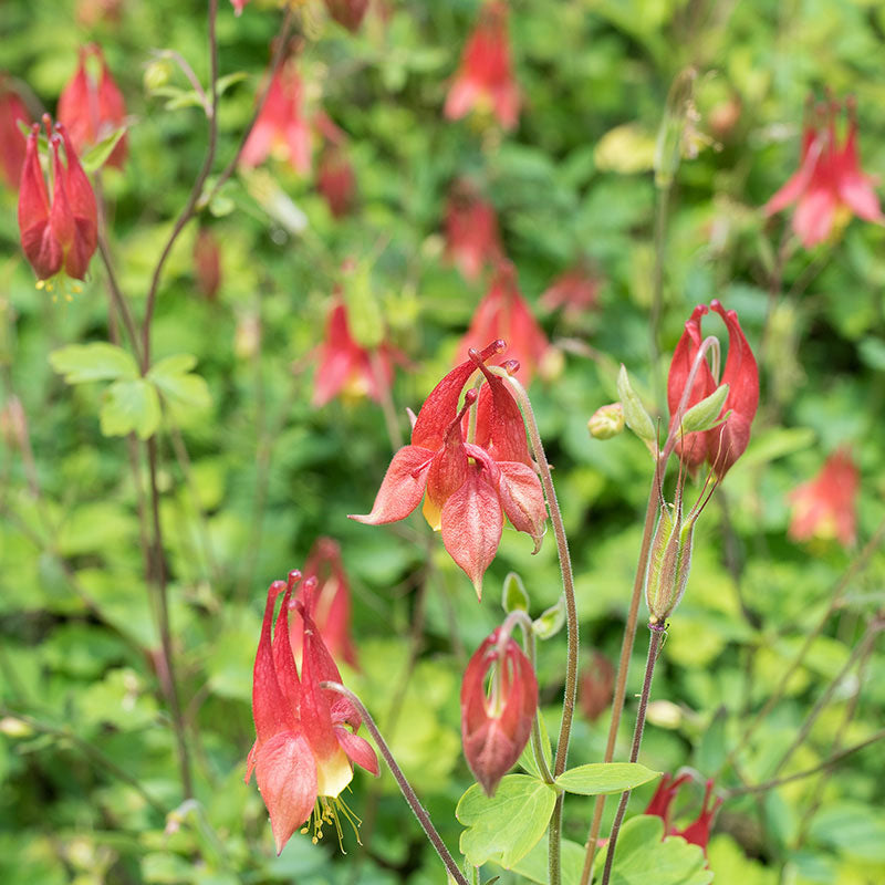 Columbine - Wild