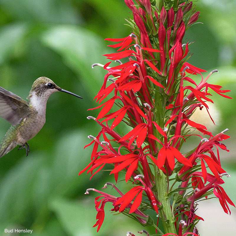 
  



Lobelia - Cardinal Flower
