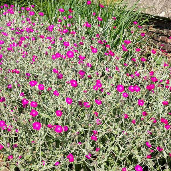 Rose Campion