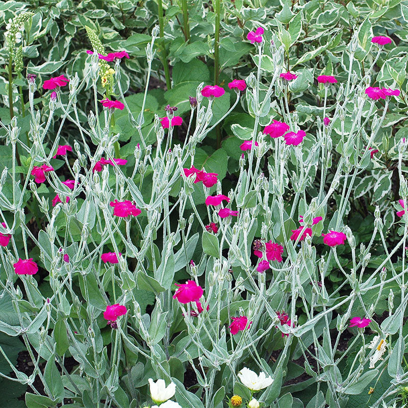 Rose Campion