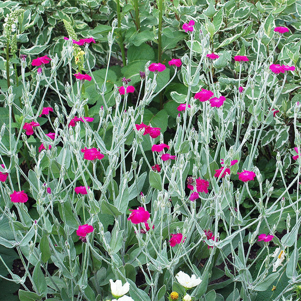 Rose Campion