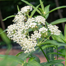 Milkweed - Swamp 'Milkmaid'