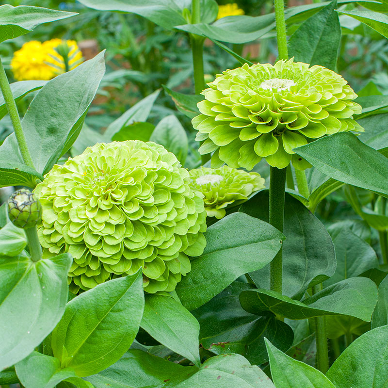 Zinnia 'Benary's Giant Lime'