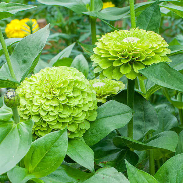 Zinnia 'Benary's Giant Lime'