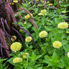 Zinnia 'Benary's Giant Lime'