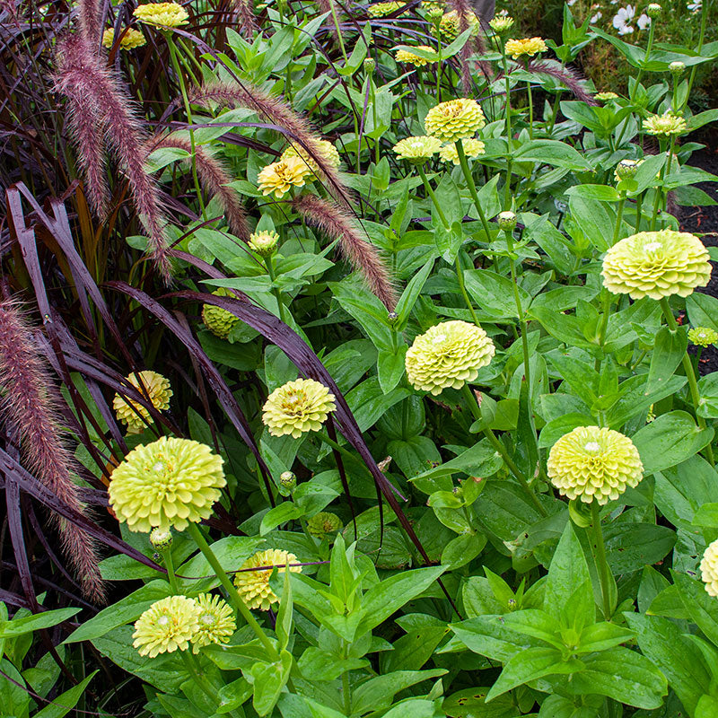 Zinnia 'Benary's Giant Lime'