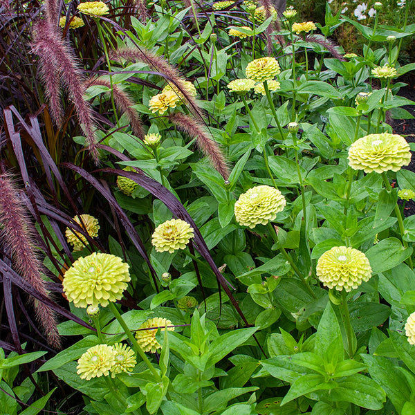 Zinnia 'Benary's Giant Lime'