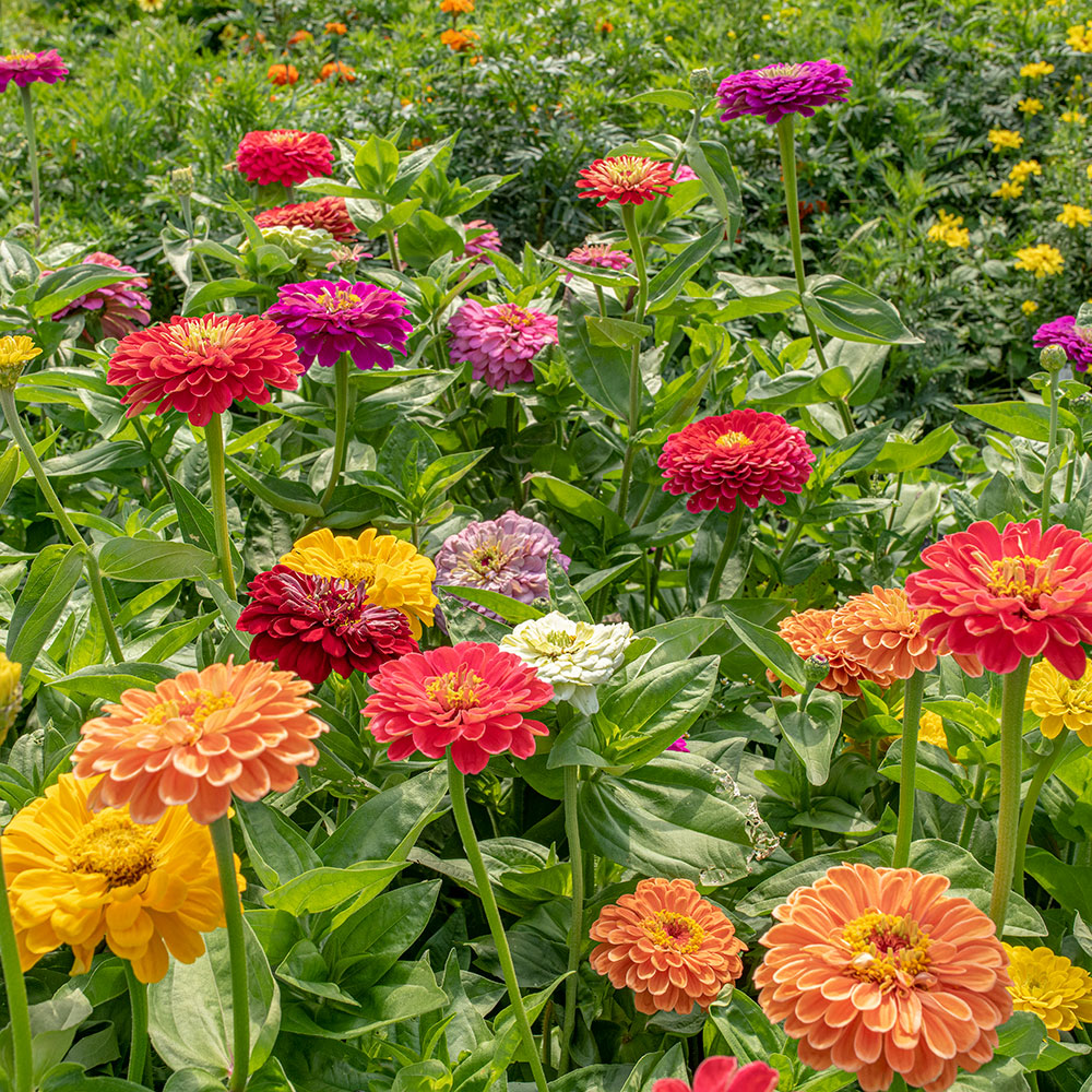 Zinnia 'Benary's Giant Mix'