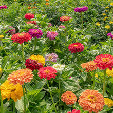 Zinnia 'Benary's Giant Mix'