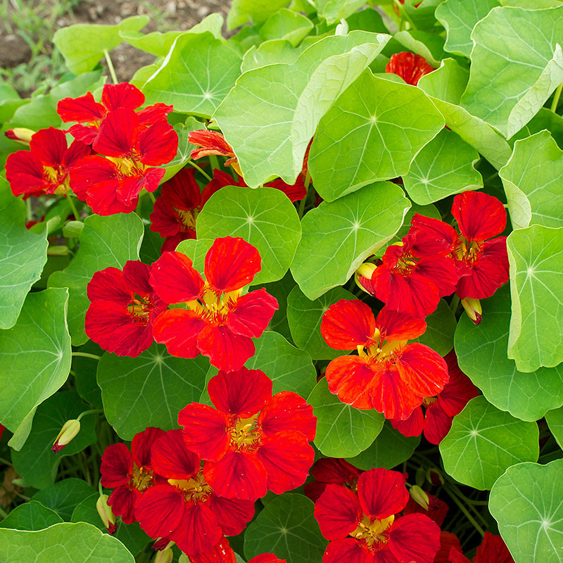
  



Nasturtium 'Tip Top Mahogany'
