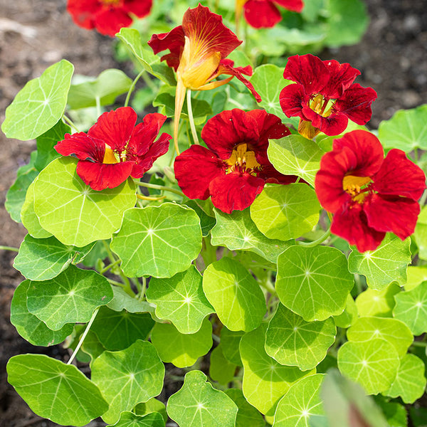 Nasturtium 'Tip Top Mahogany'