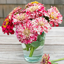Zinnia 'Pop Art White & Red'