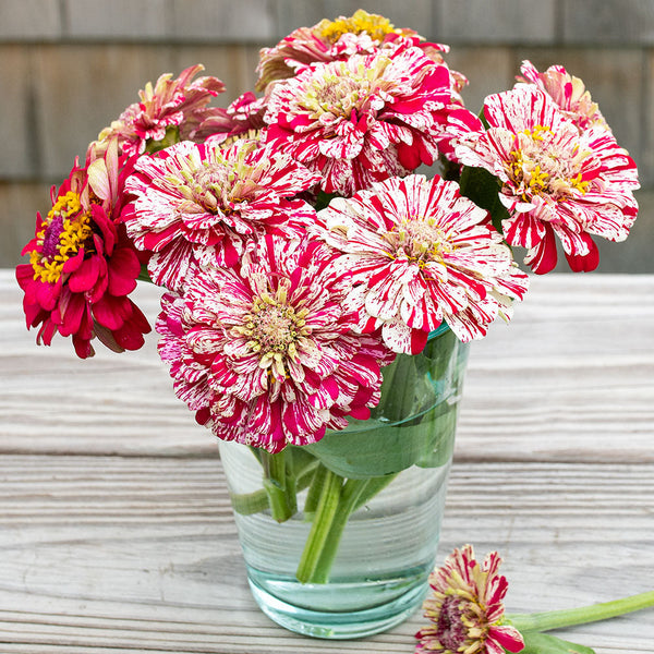 Zinnia 'Pop Art White & Red'