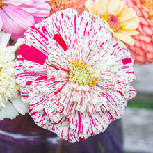 Zinnia 'Pop Art White & Red'