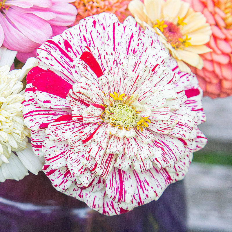 Zinnia 'Pop Art White & Red'