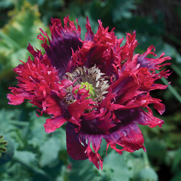 Poppy 'Drama Queen' Organic