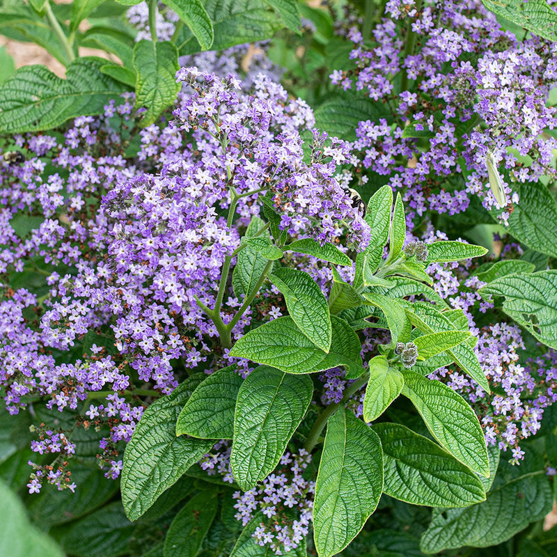 
  



Heliotrope - Old Fashioned

