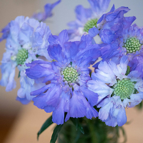 
    



Scabiosa 'Fama Deep Blue' 
