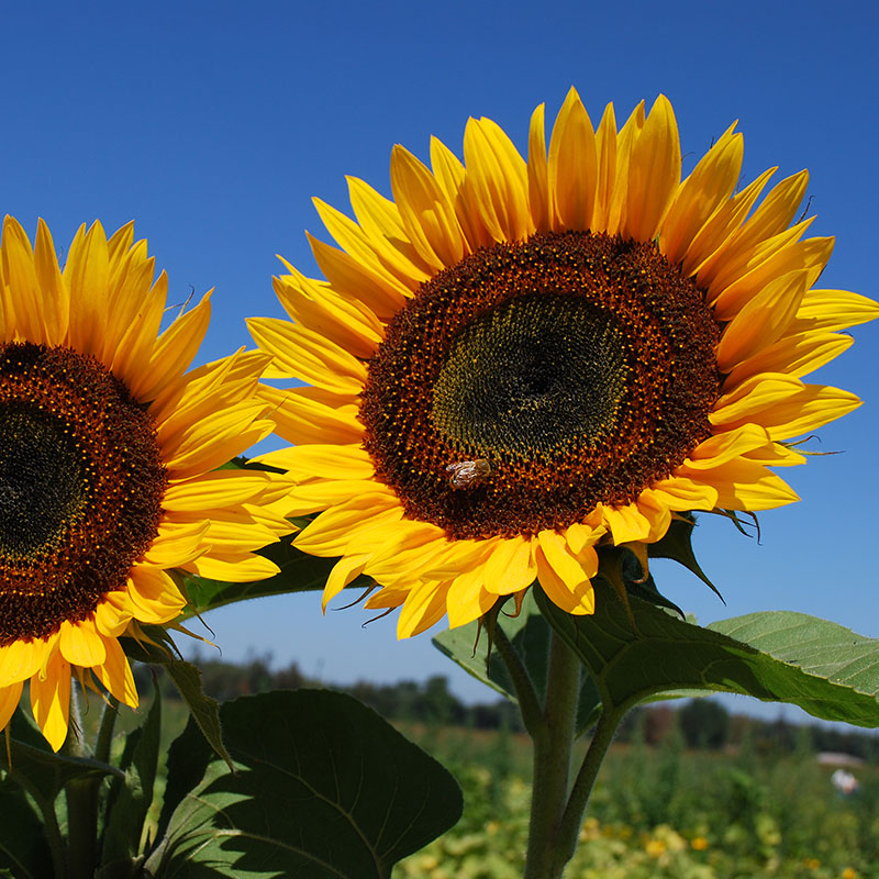 
  



Sunflower 'Taiyo' Organic
