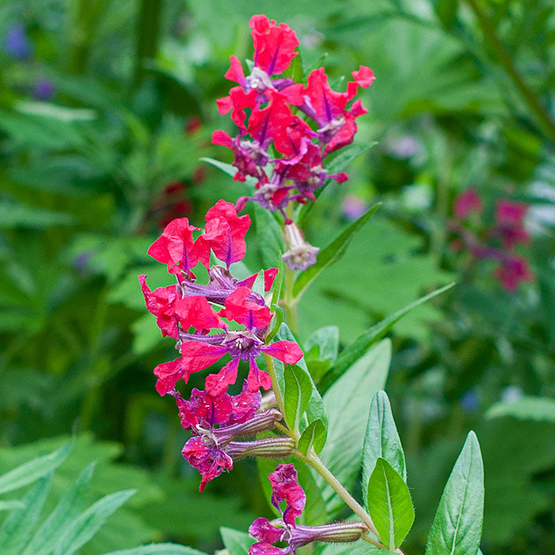 Cuphea 'Diablo'