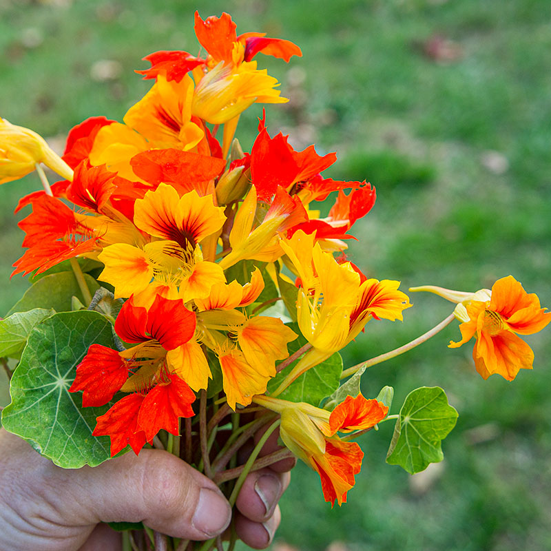 Nasturtium 'Phoenix'