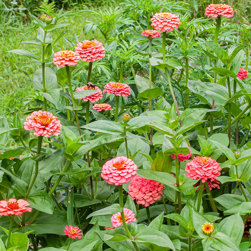 Zinnia 'Oklahoma Salmon'