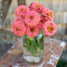 Zinnia 'Oklahoma Salmon'