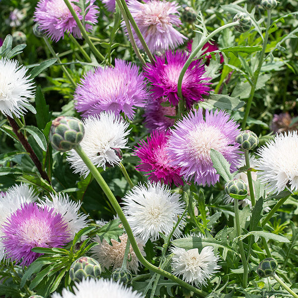 
    



Sweet Sultan 'Imperialis Mix'
