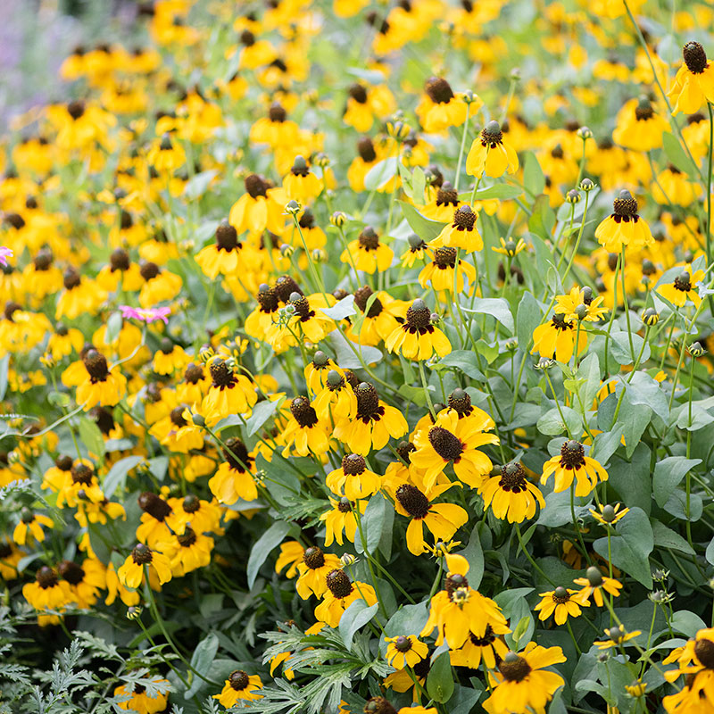 Clasping Coneflower
