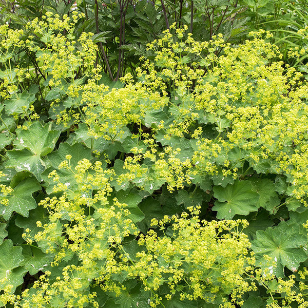 
    



Lady's Mantle 'Robustica'
