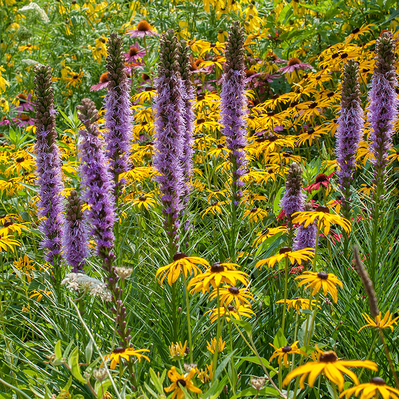 
  



Blazing Star

