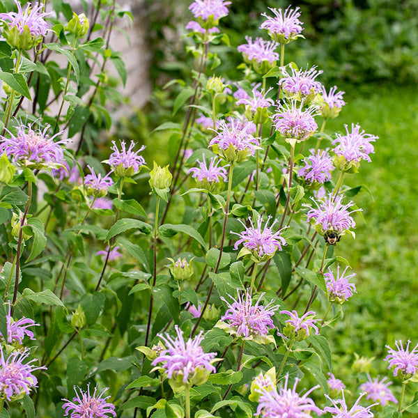 
    



Bee Balm - Wild Bergamot
