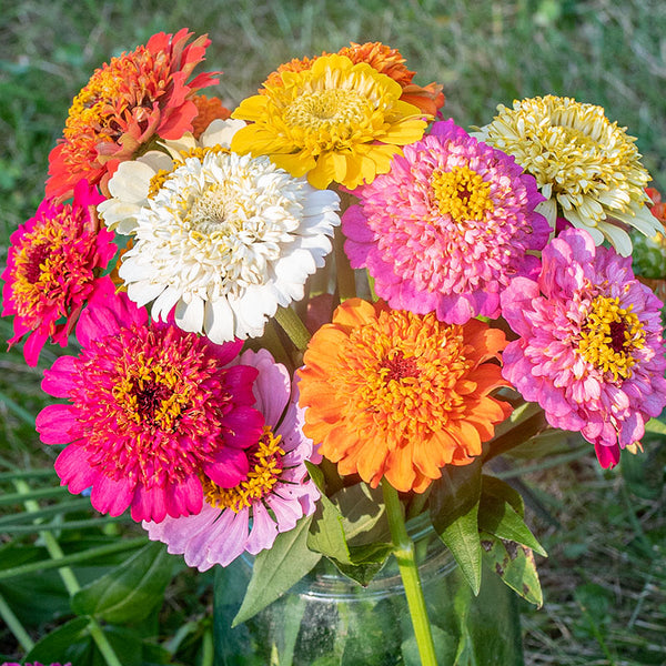 
    



Zinnia 'Cupcakes Series Mix'
